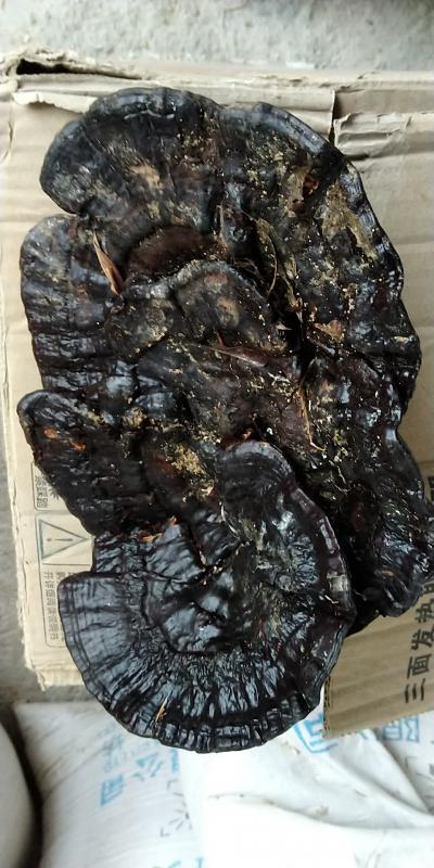 野生灵芝仅此一棵