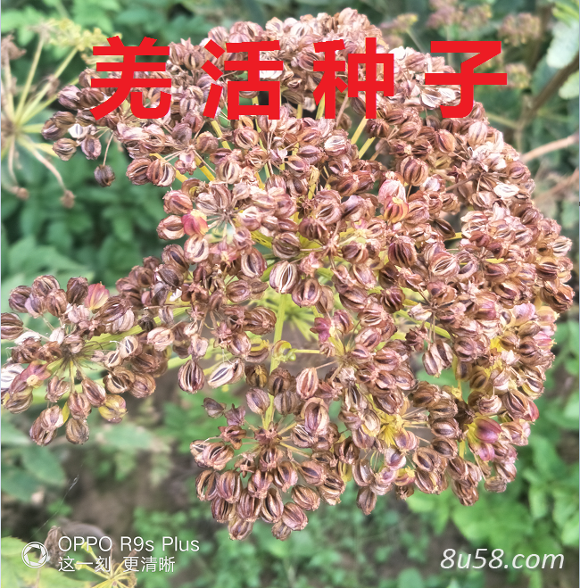 甘肃产地生长三年羌活产的种子 颗粒饱满 无杂质 发芽率高