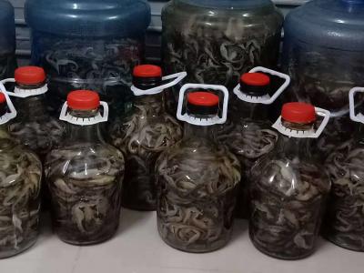 干海马湿海马泡酒海马
