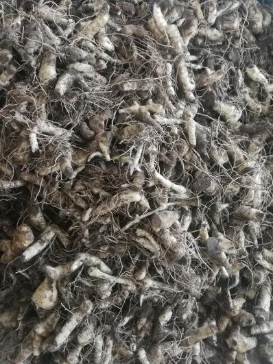 黄精种子大量供应