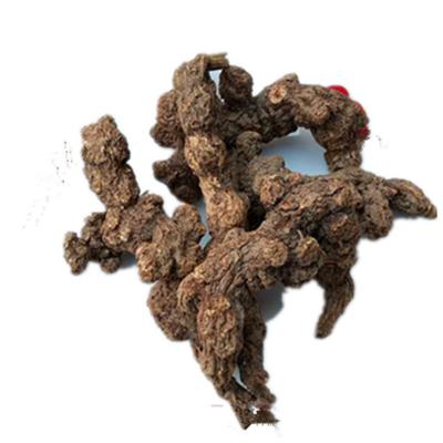 大山里的野生苍术，自家移载种植
