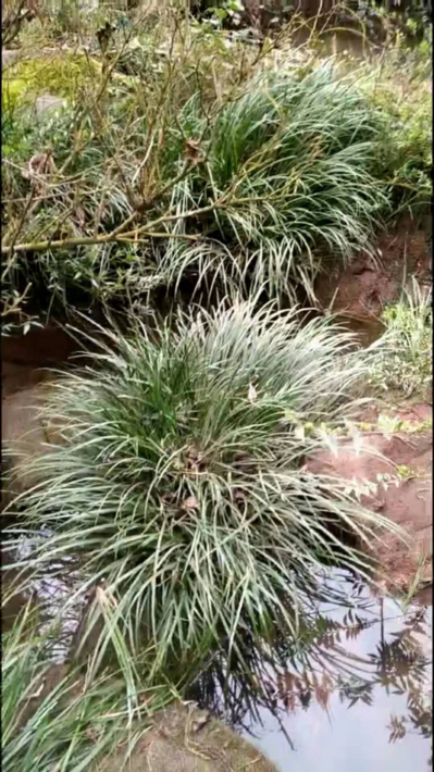 石菖蒲出售