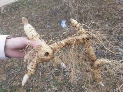 统货黄精茎块，一手货源！量大从优