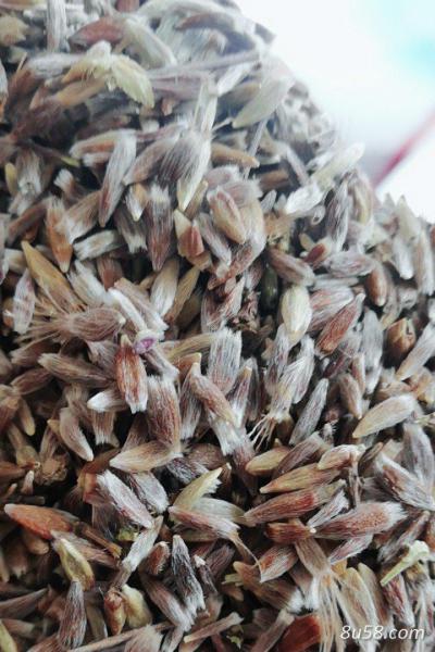 北苍术、籽藁本籽精品药材籽出售