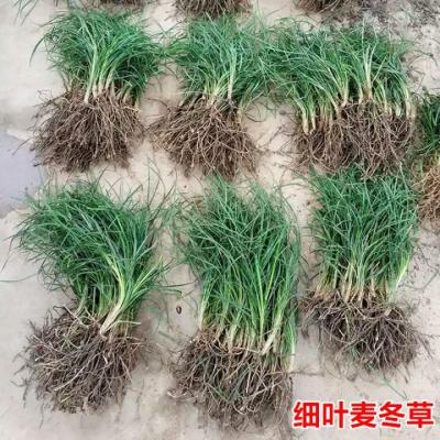 出售麦冬苗量大，宽叶紫花