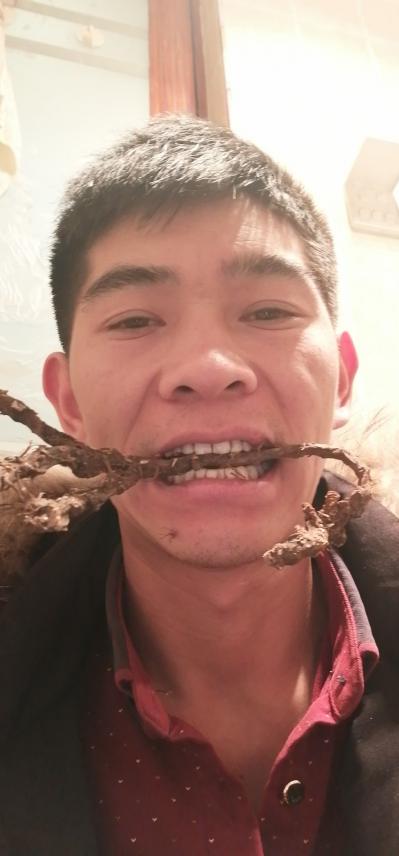 重庆刘三供应石菖蒲