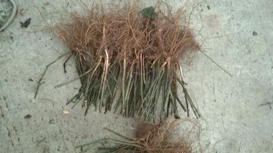 草珊瑚