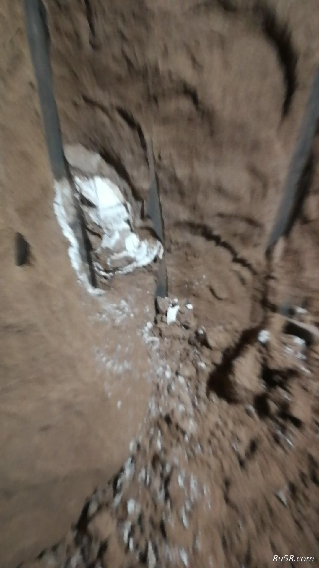 鲜货土龙骨