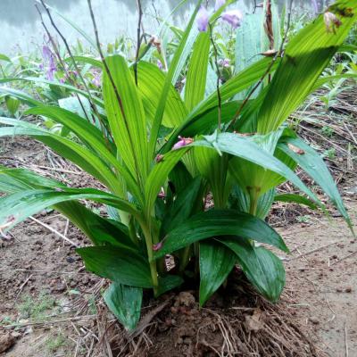 野生下山栽培紫花三叉白芨
