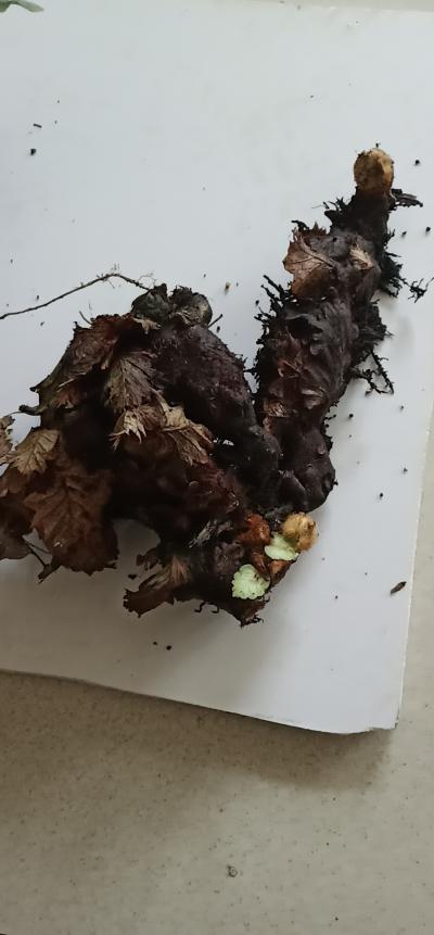 广东野生中草药骨碎补