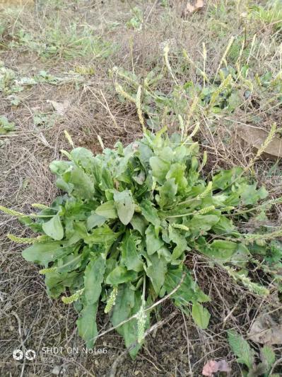 纯野生车前草无杂