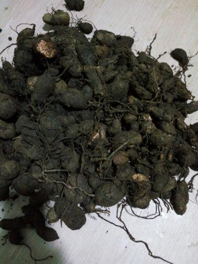 野生三叶青，黑皮白心，量大。