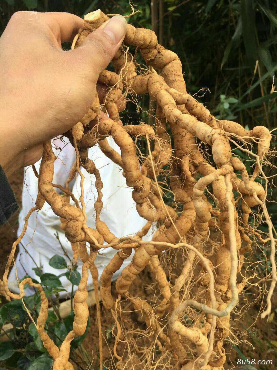 九年生巴戟天开售(末开挖) 九年生巴戟天开售(末开挖)