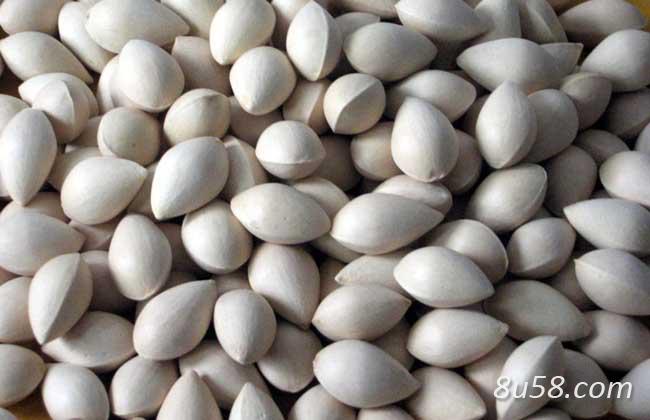 大量白果找买家