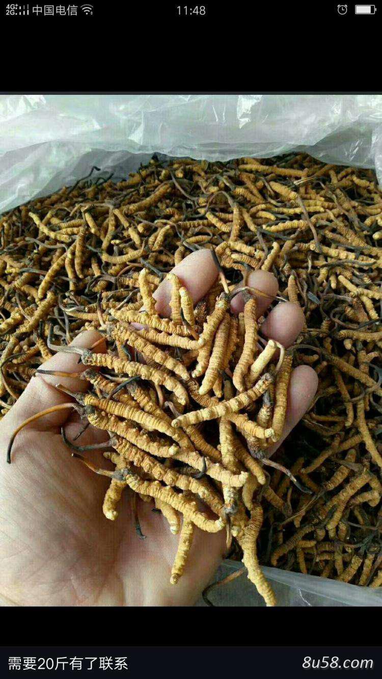 长年销售冬虫夏草,当归,猪苓,赤芍,铁棒锤,蚕羌活等中药材 长年销售冬虫夏草,当归,猪苓,赤芍,铁棒锤,蚕羌活等中药材