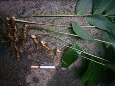 黄精种苗（精选根部大于10cm）