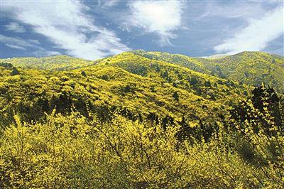 大量销售纯野生连翘叶（可制茶）。