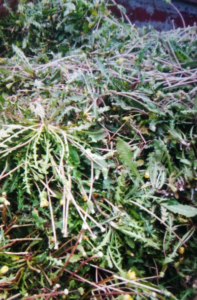 大量供应野生优质蒲公英