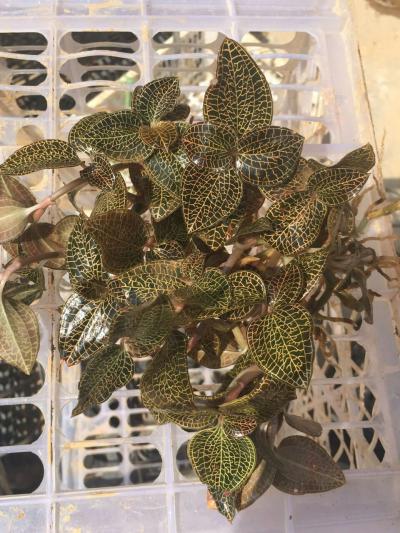 纯正竹林下种植金线莲（不是大棚种植）90%野生