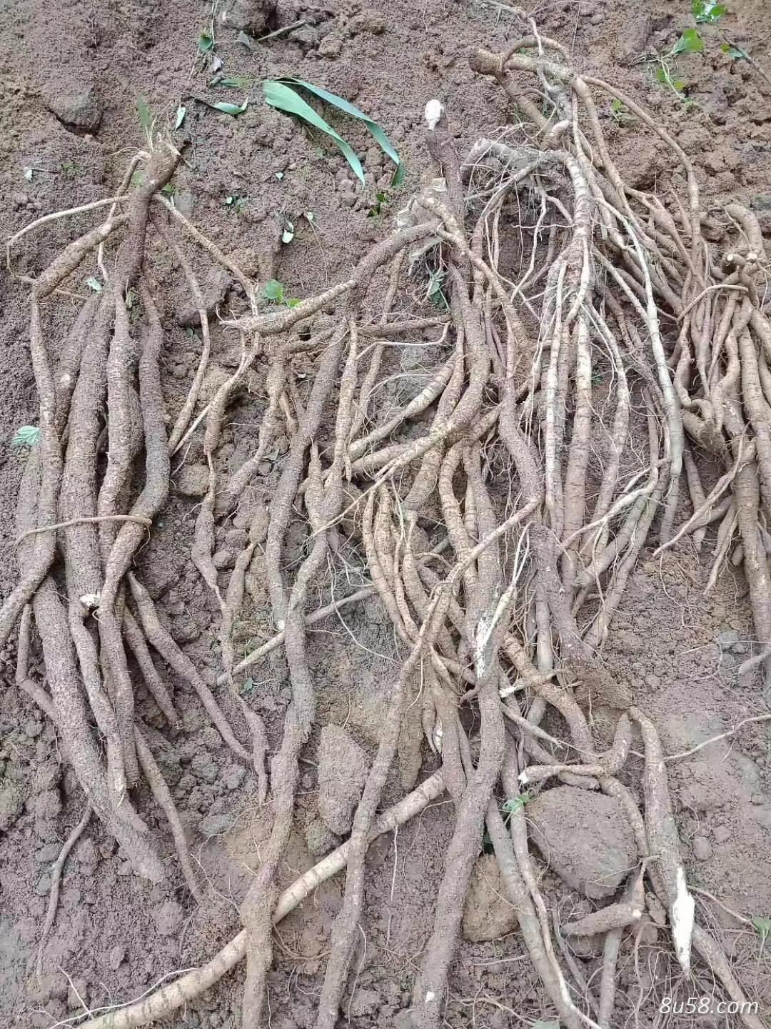牛大力