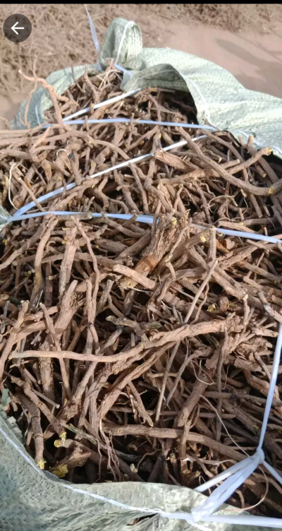 内蒙4年黄芩，包含量