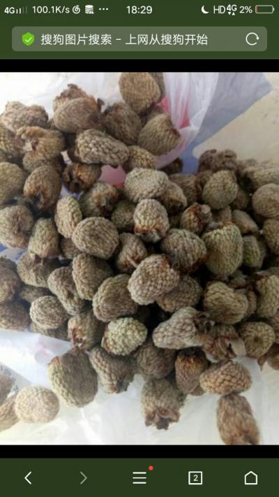 2019覆盆子  新