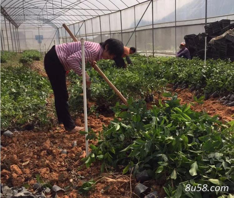 牛大力种植 牛大力苗 牛大力小叶中大叶苗均有货 牛大力种植 牛大力苗 牛大力小叶中大叶苗均有货