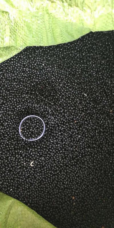 白鲜皮种子