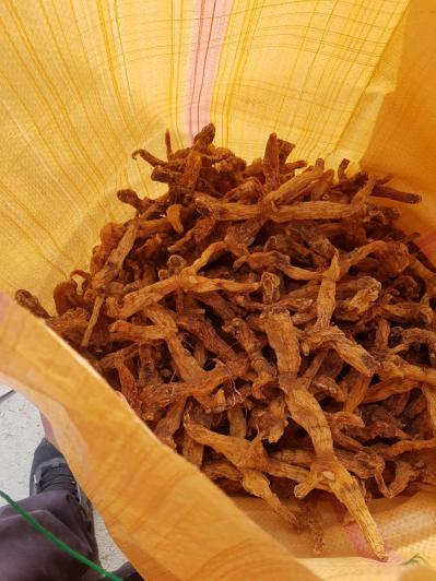 黄精 7年生品相好