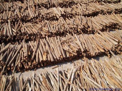 大历山   肉桂皮 单桂筒35公分左右