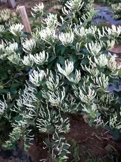 金银花种苗正品北花一号红色金银花种苗