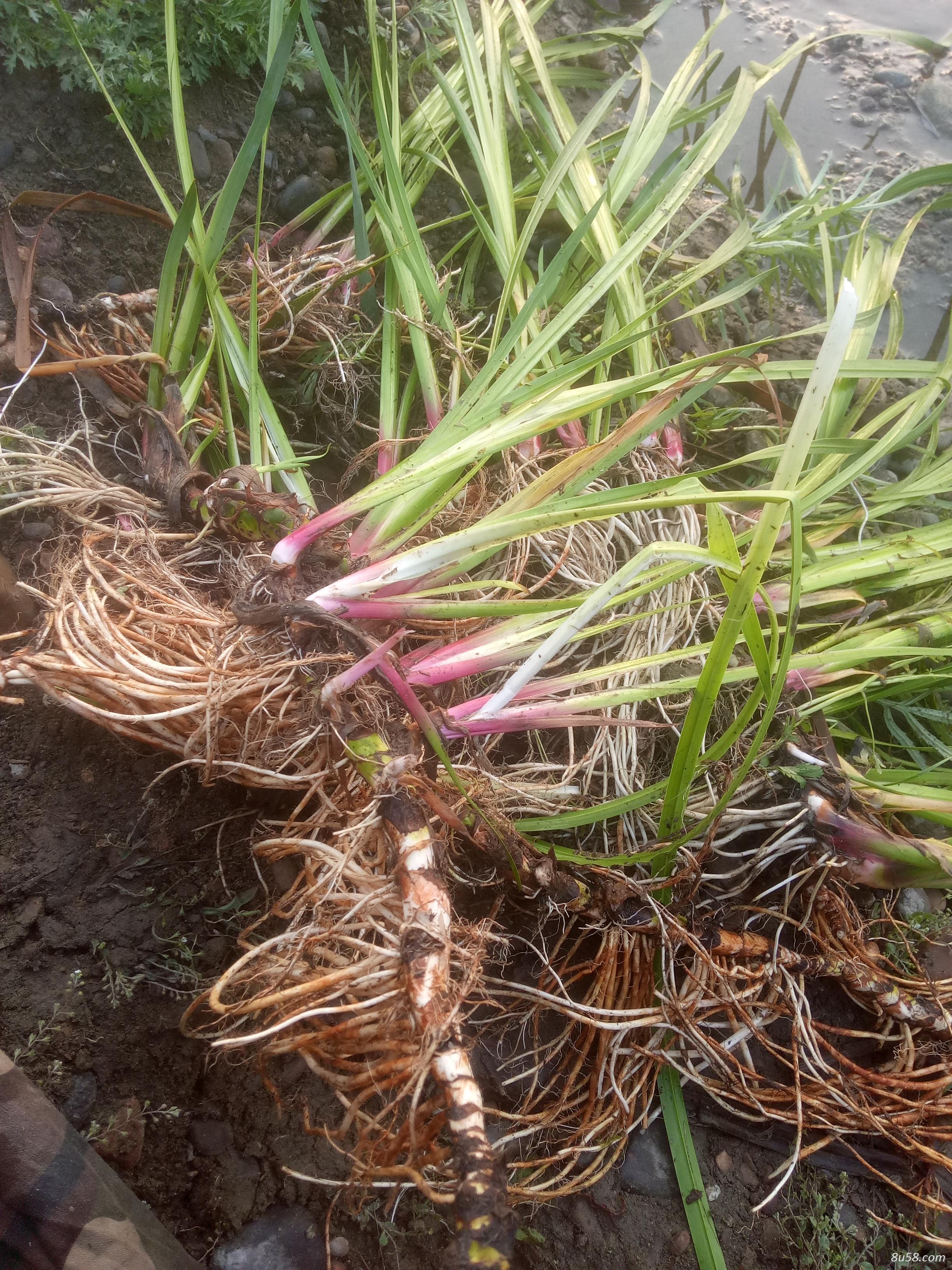 水菖蒲