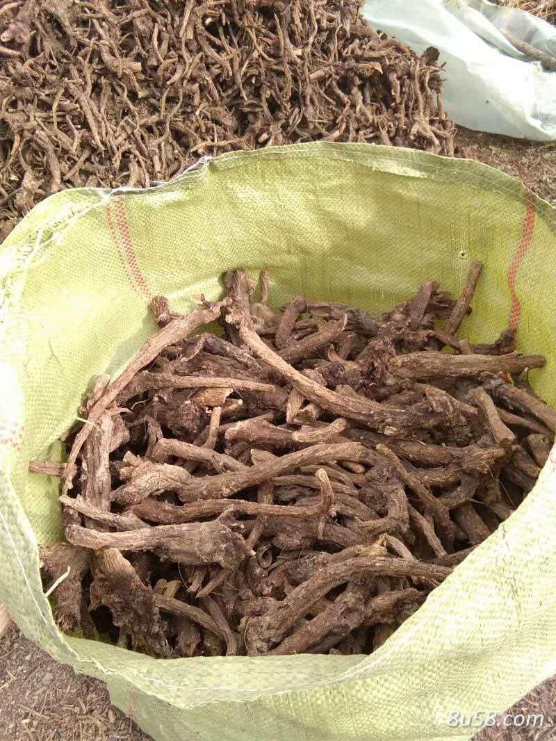 四川木香产地直销