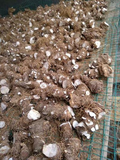 药农出售高品质大个滇重楼干品400公斤