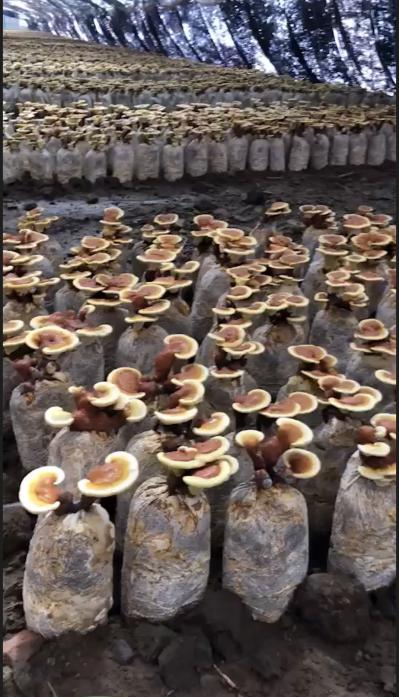 山东沽河东岸灵芝货源供应稳定行情平稳