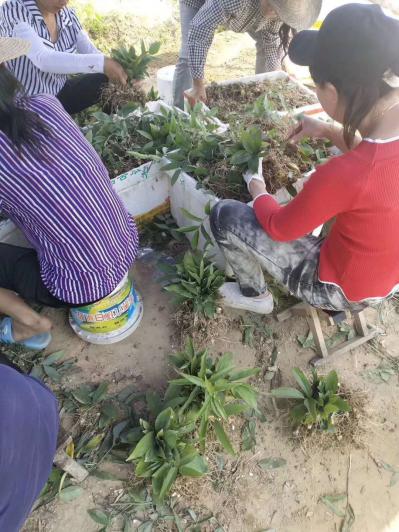 黄精种苗出售