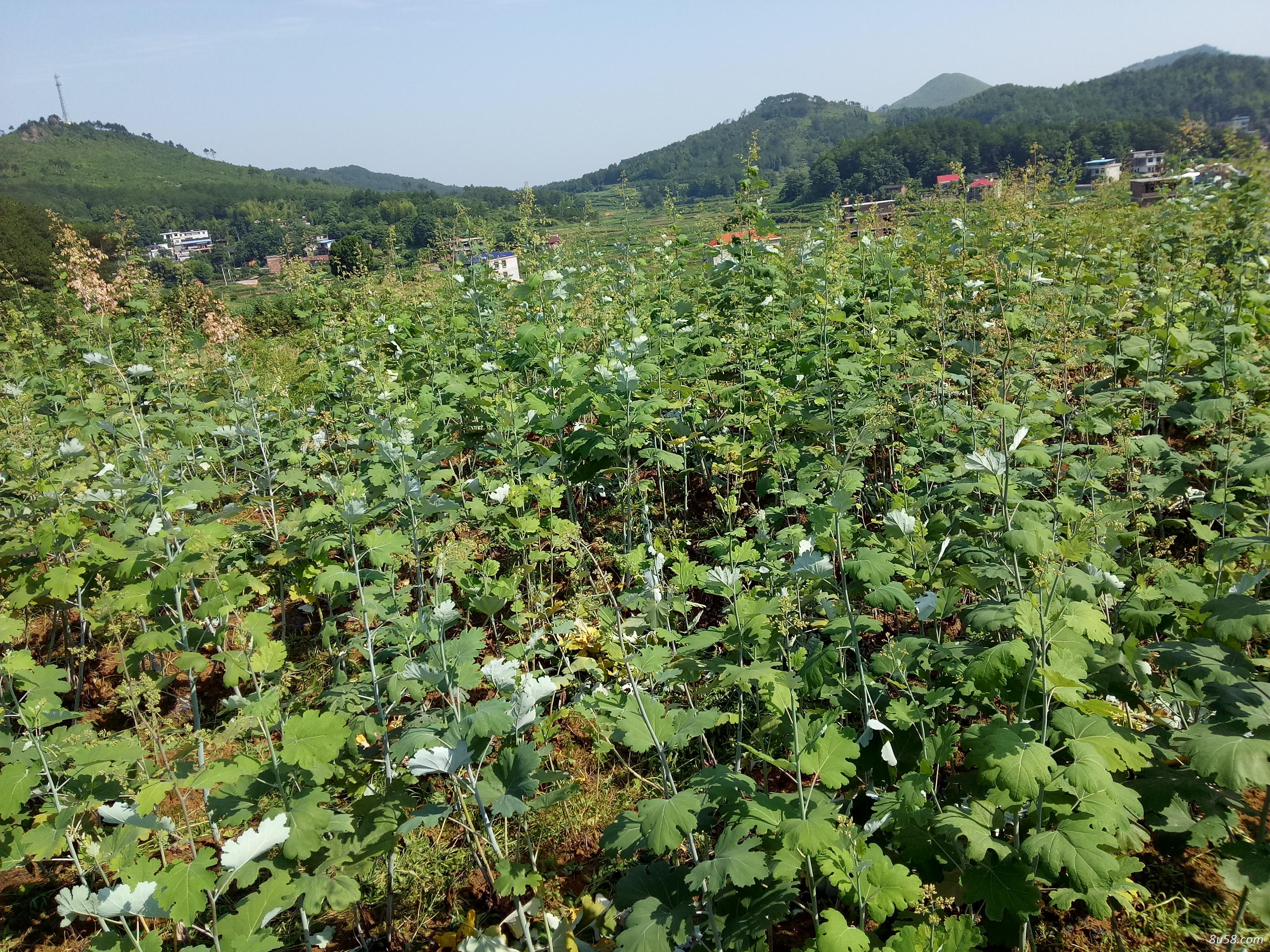 搏落回叶子果夹