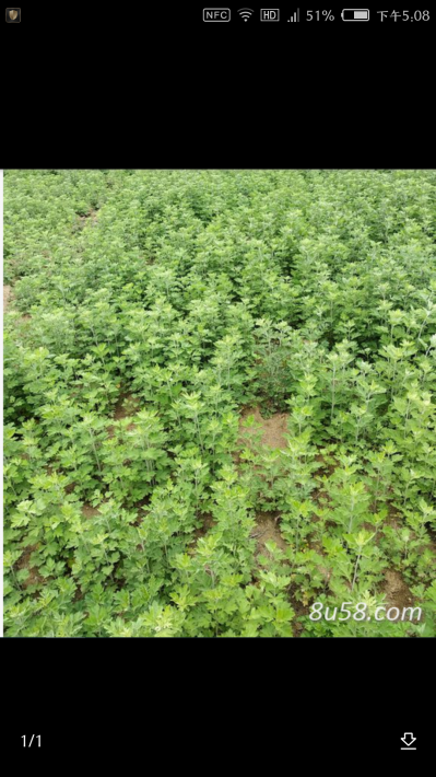 纯野生艾草
