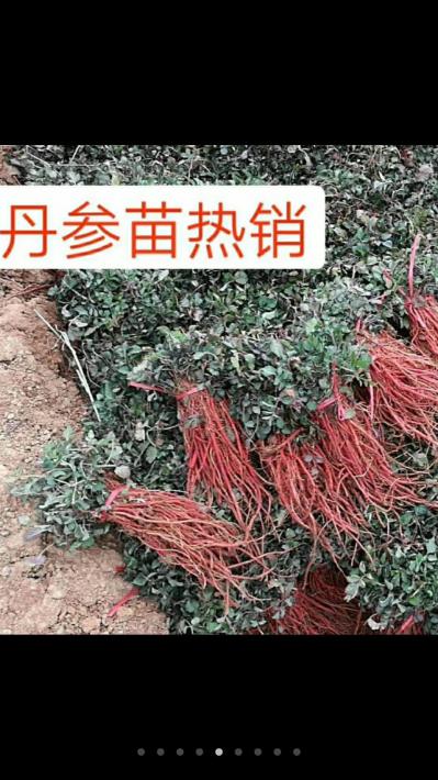 改良丹参苗