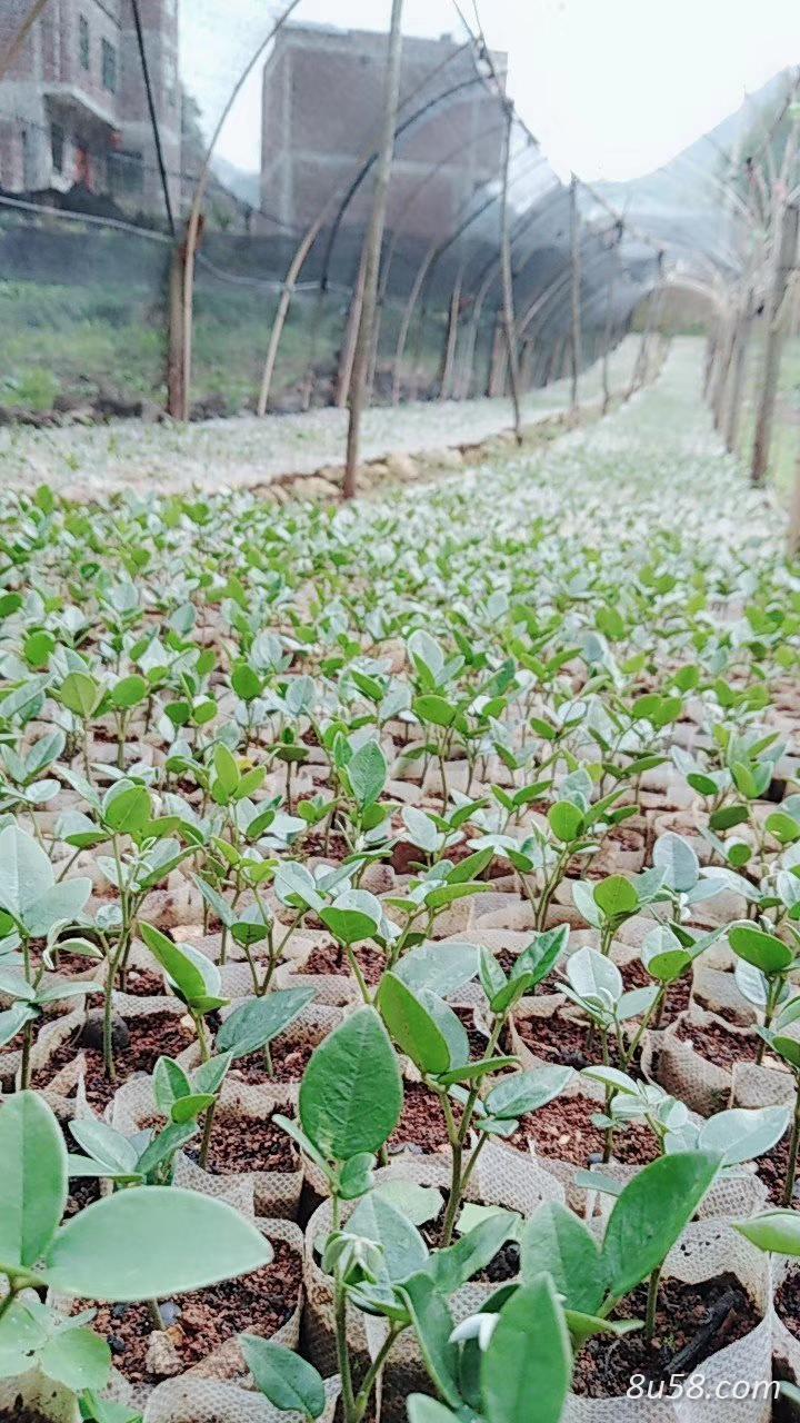 苦参秧苗