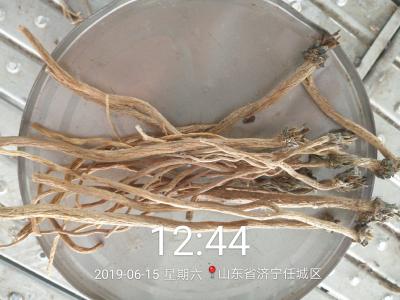板蓝根个子