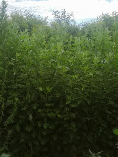 大量艾草出售，有大量土地可合作新疆伊犁