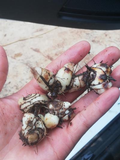 出售白芨块茎，鲜品