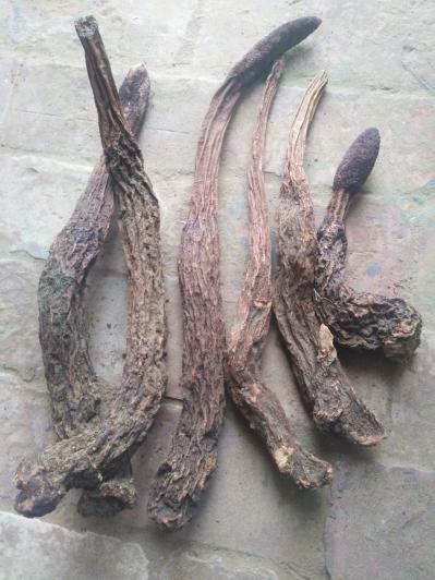 锁阳产地直接发货