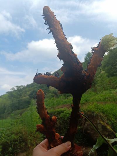江西野生骨碎补接骨丹