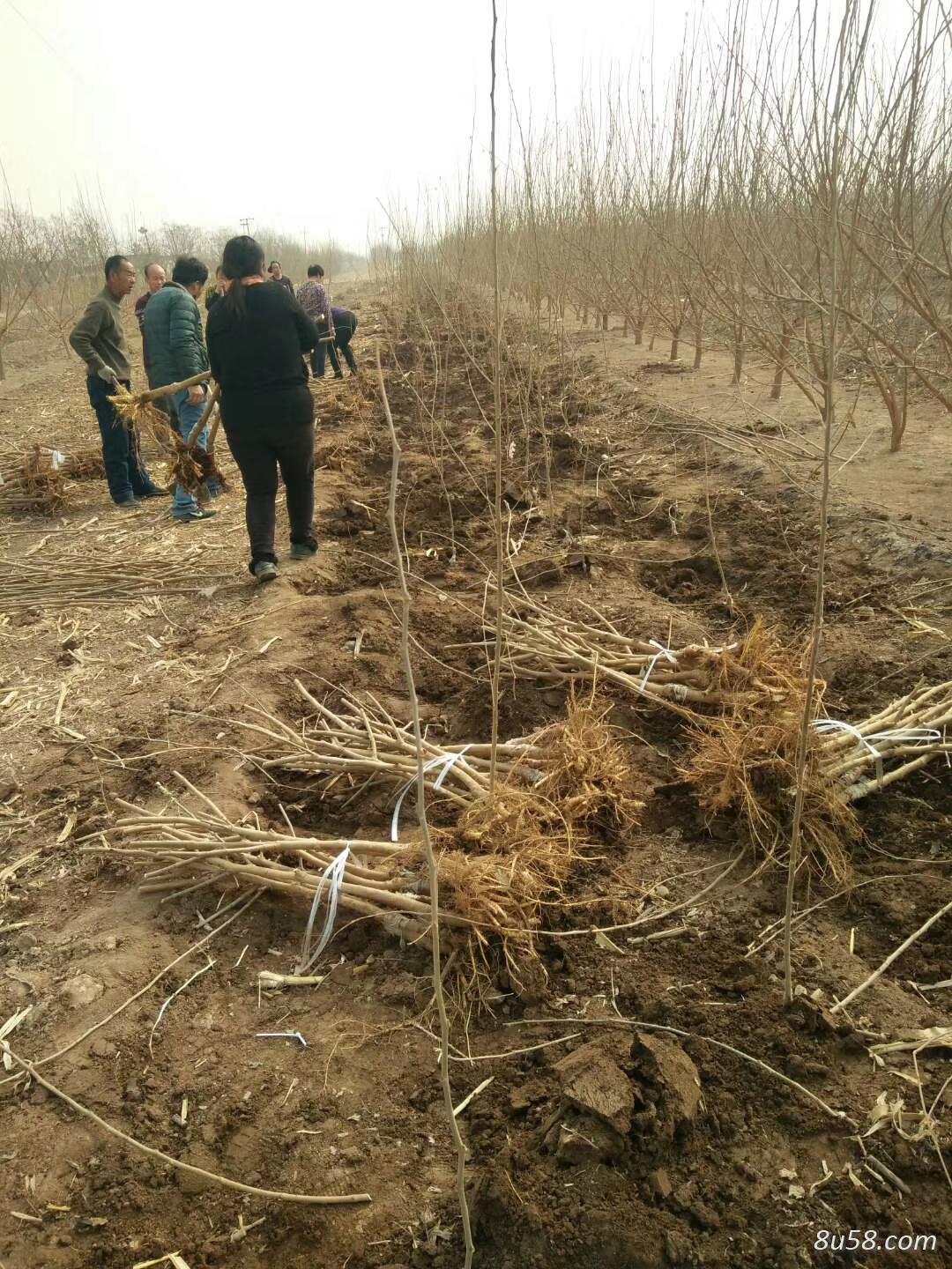 河北泊头华颖黑珍珠桑葚树苗培育基地 河北泊头华颖黑珍珠桑葚树苗培育基地