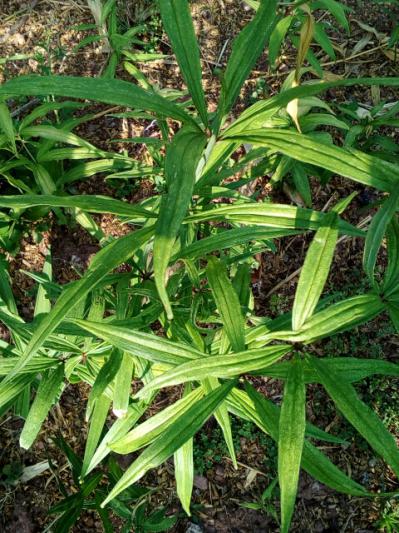 种植黄精，风险利益共存