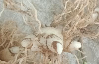 白及