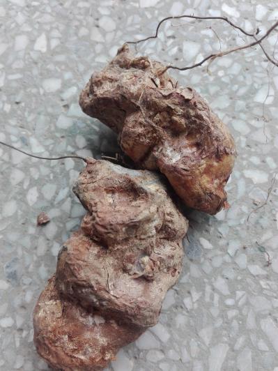 长期供应土茯苓