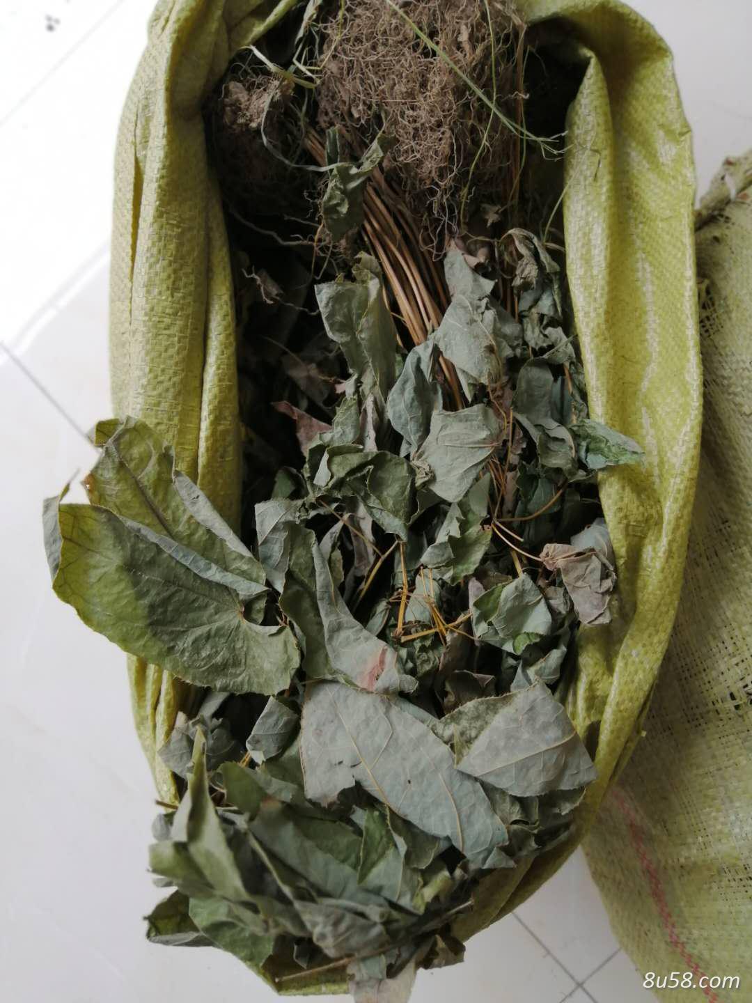 淫羊藿